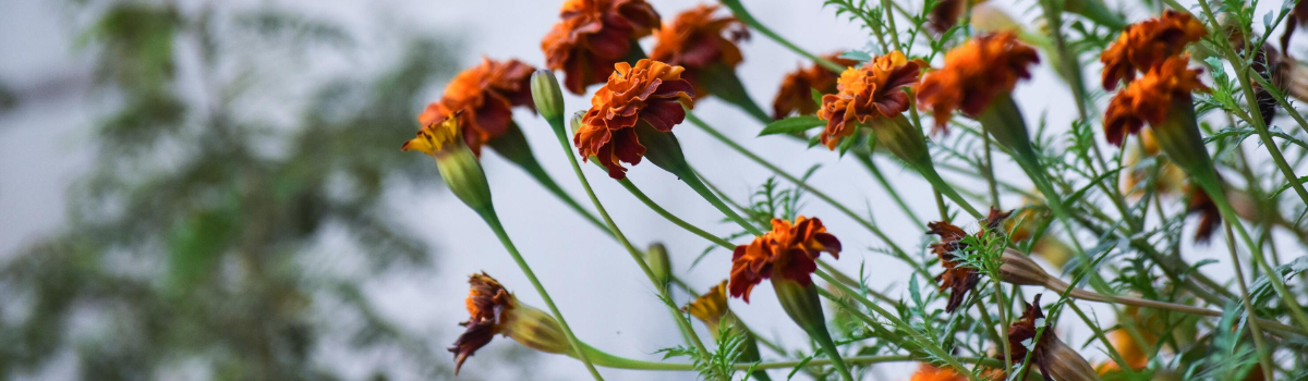 2025 Notice of Annual General Meeting